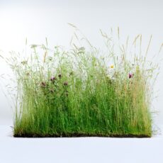 5060094342030 1 Wildflower Turf SuDS Turf 50 m2.jpg